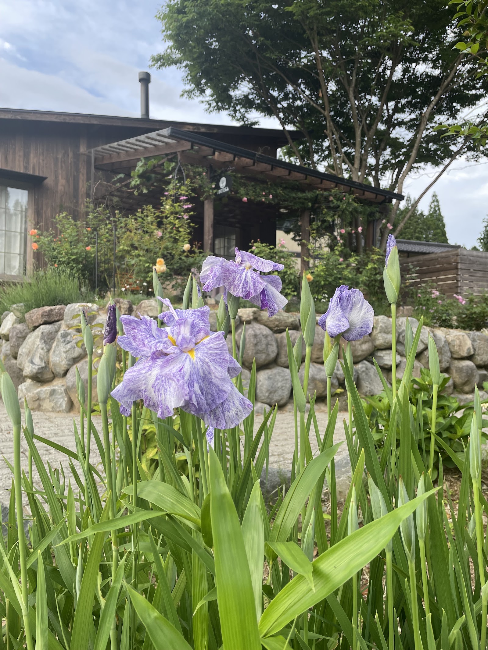 地域体験で整える名水と寒暖差で育つ五ヶ瀬トマトの特徴と旅先で慌てない準備に関連するCORASITAの庭・季節の花の写真 4